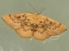 Cyclophora puppillaria